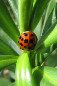 Harlequin Ladybird